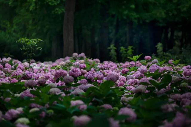 分享丨滨江森林公园八仙花初开，浪漫花海即将上线