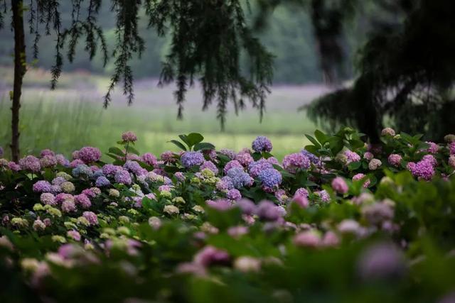 分享丨滨江森林公园八仙花初开，浪漫花海即将上线