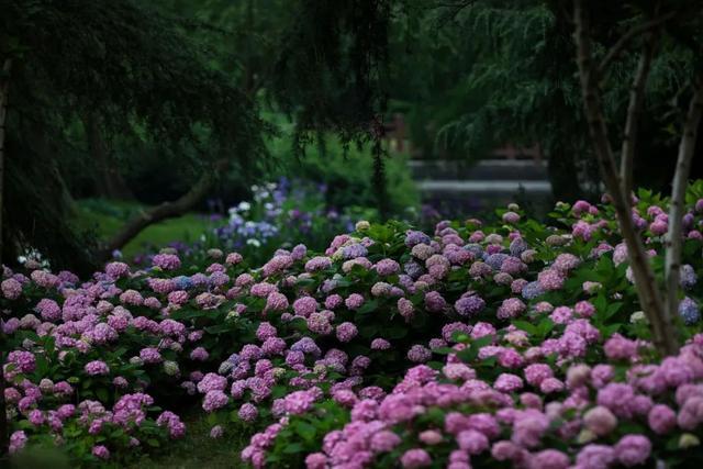 分享丨滨江森林公园八仙花初开，浪漫花海即将上线