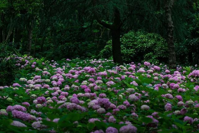 分享丨滨江森林公园八仙花初开，浪漫花海即将上线