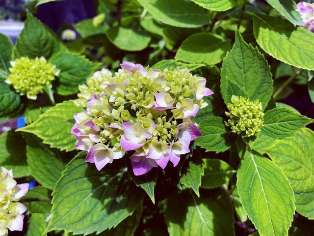 分享丨滨江森林公园八仙花初开，浪漫花海即将上线