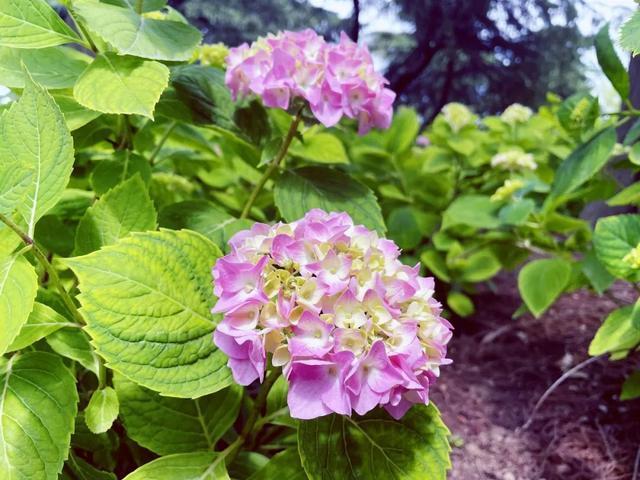 分享丨滨江森林公园八仙花初开，浪漫花海即将上线