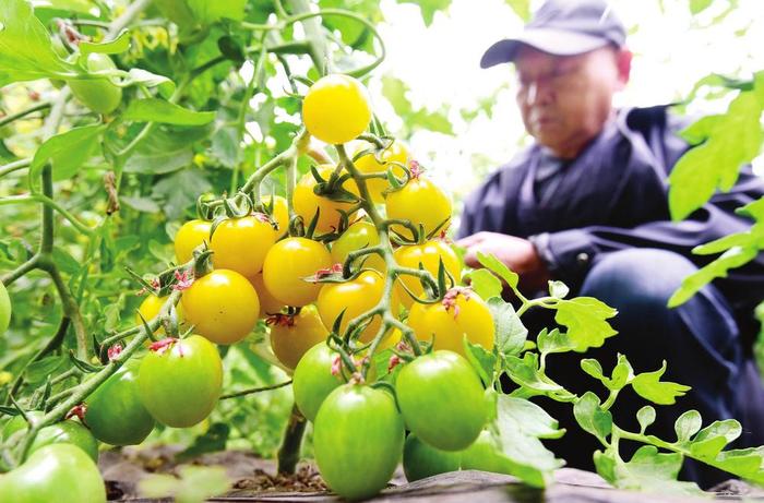 峰峰矿区义井镇马庄村的农民在查看小西红柿长势