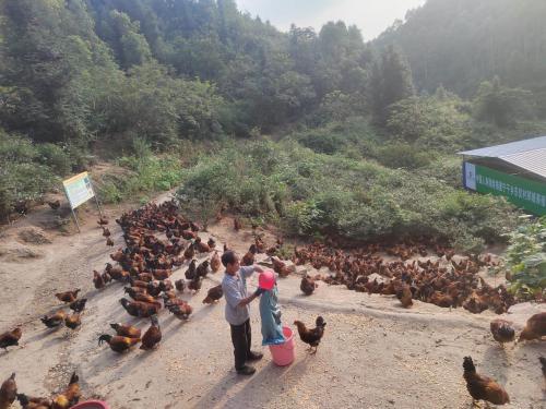 保民生、优产业、助三农──中国人寿财险打好振兴壮乡“组合拳”