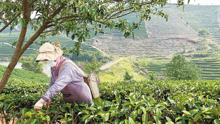 云南普洱：有机茶种植串起绿色发展、富民强市产业链