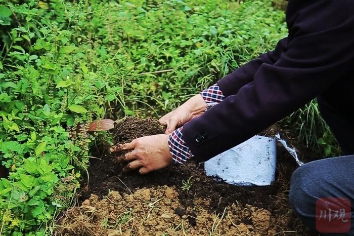 珍稀植株异地“安”新家 重庆银杉首次落户四川