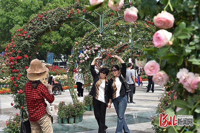 月季成定州市花！定州首届月季文化旅游周开幕