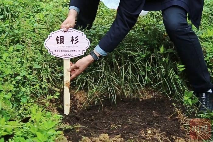 珍稀植株异地“安”新家 重庆银杉首次落户四川