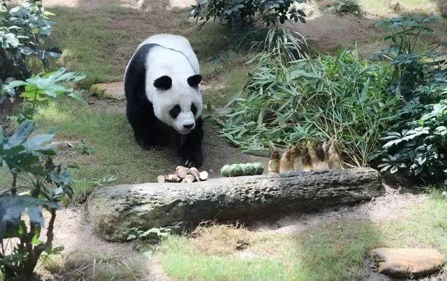 香港熊猫奶爸带着“滚滚”到内地了