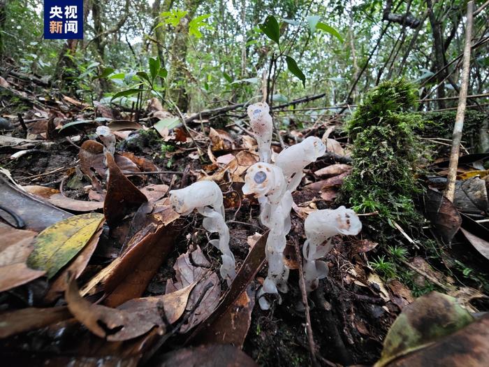 广西一地首次发现水晶兰 无需阳光就能开花的植物你见过吗？