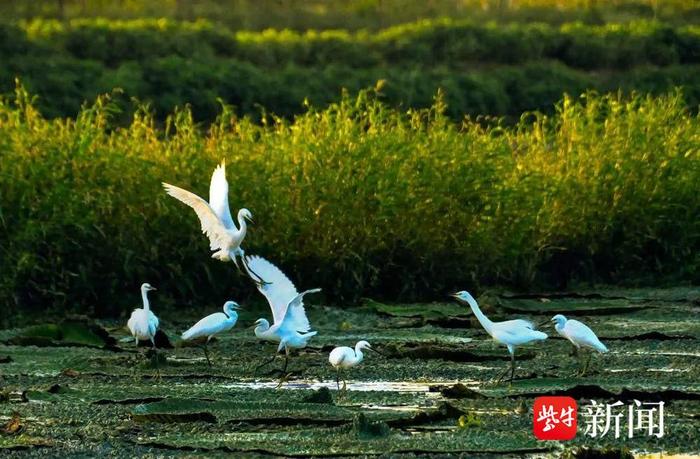 编号2514！淮安白马湖湿地成为国际重要湿地！全国只有82处！