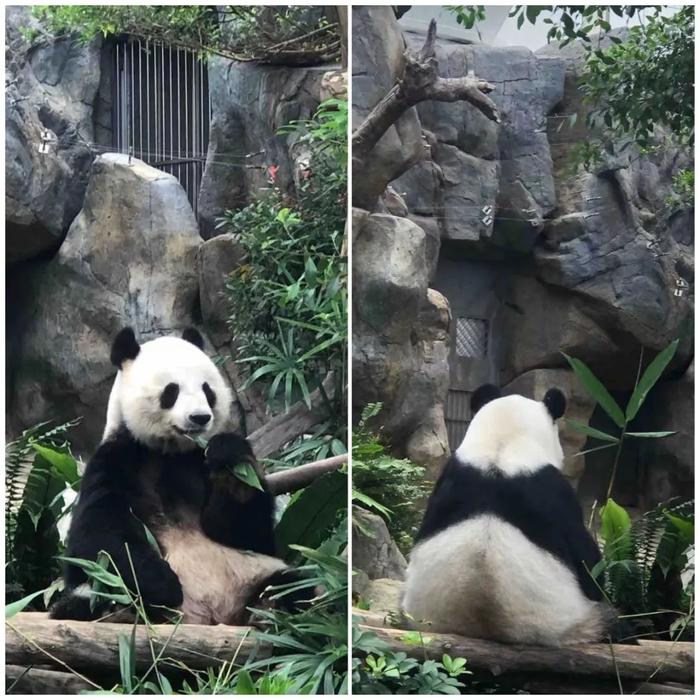 香港熊猫奶爸带着“滚滚”到内地了