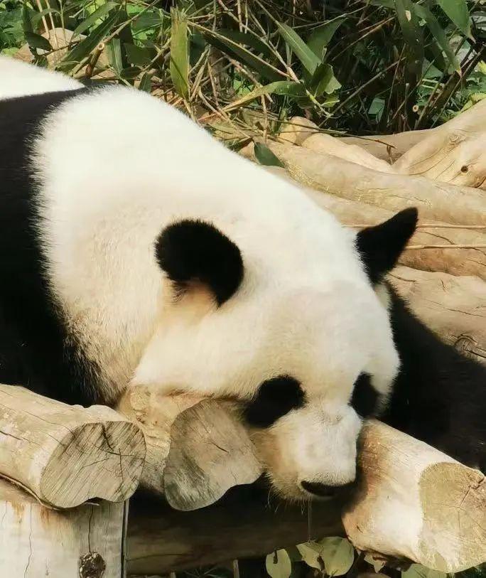 香港熊猫奶爸带着“滚滚”到内地了