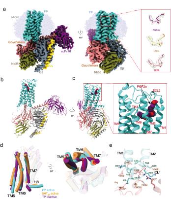 Nature Commun | 上海药物所合作揭示配体介导的前列腺素F2α受体激活以及与G蛋白偶联的分子机制