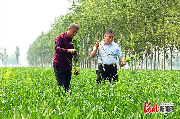 河北高质量发展新脉动｜宁晋县换马店镇实现高标准农田全覆盖