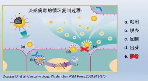 奥司他韦与芩香清解口服液疗效相当，用法用量需看清