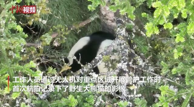 四川宝兴：无人机巡护首次拍到野生大熊猫