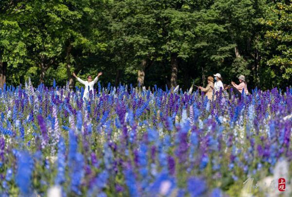 扑面而来的紫色浪漫：世纪公园一万平方米大花飞燕草盛放