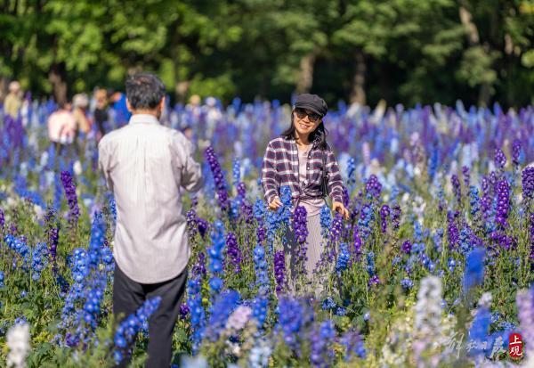 扑面而来的紫色浪漫：世纪公园一万平方米大花飞燕草盛放