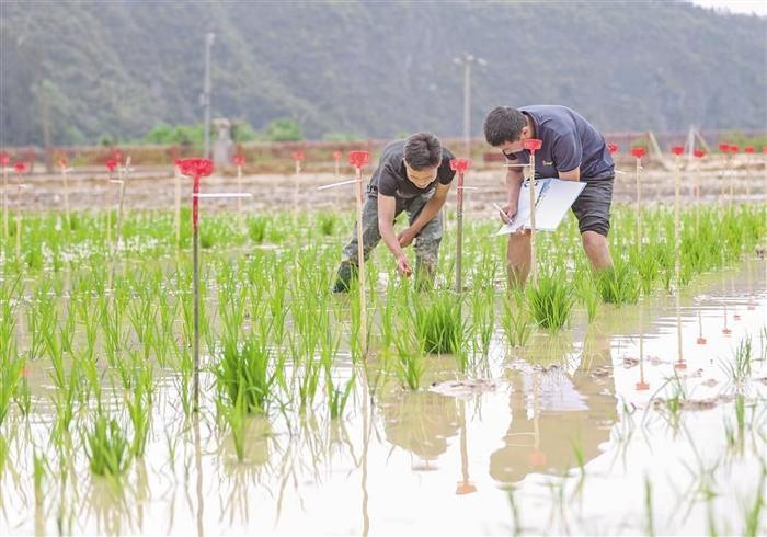 5月13日，岑巩县科技特派员在查看试验水稻长势。