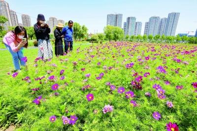 格桑花海盛放