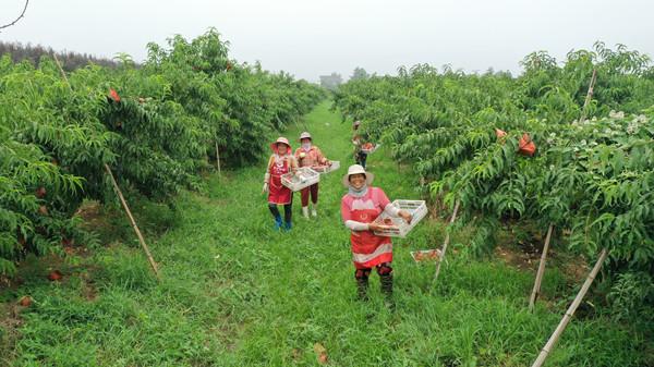 江苏徐州：打造水蜜桃的“甜蜜”产业链 让村民日子越过越甜