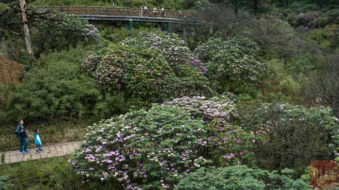 看雪山、赏杜鹃、珙桐花  初夏的瓦屋山风景独美