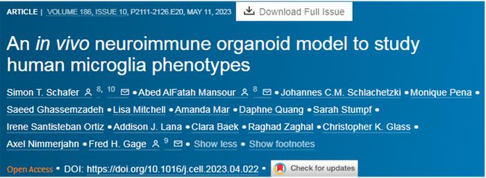 Cell：成功构建出可以研究人类小胶质细胞发育和功能的类器官模型