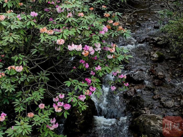 看雪山、赏杜鹃、珙桐花  初夏的瓦屋山风景独美