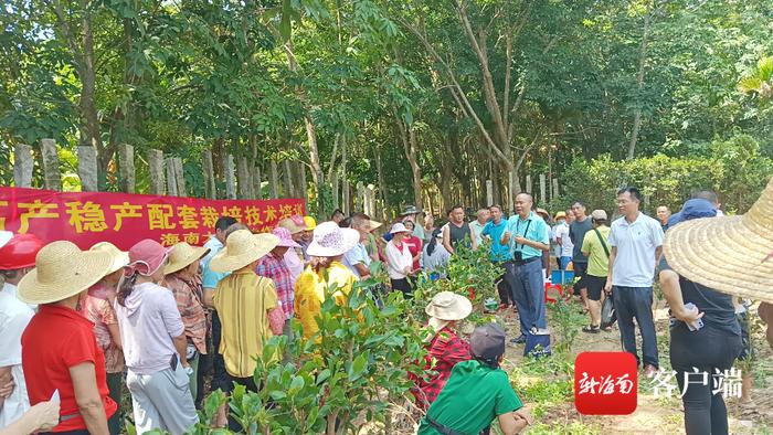 助农增收！海南大学专家团队深入琼海油茶园传授油茶林高接换冠技术