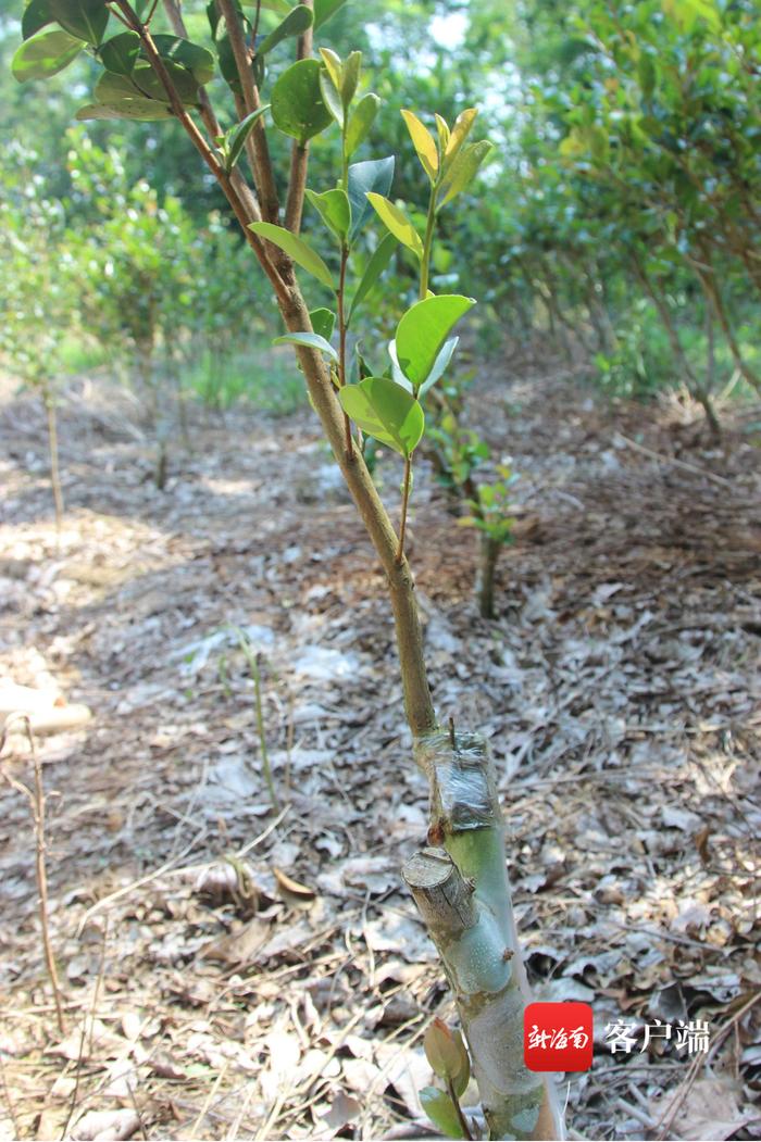 助农增收！海南大学专家团队深入琼海油茶园传授油茶林高接换冠技术