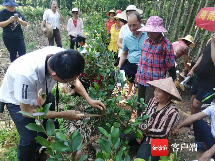 助农增收！海南大学专家团队深入琼海油茶园传授油茶林高接换冠技术