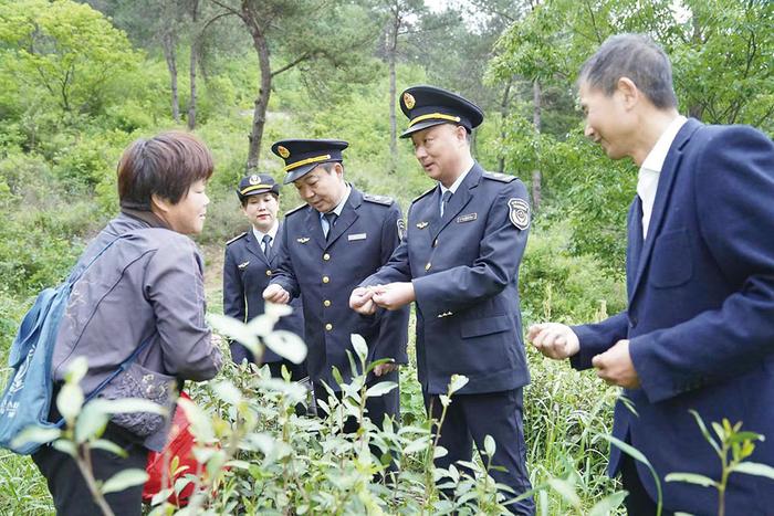 河南省桐柏县市场监管局以建设“中原茶乡”强县富民为目标 在帮扶中推广茶叶标准化种植