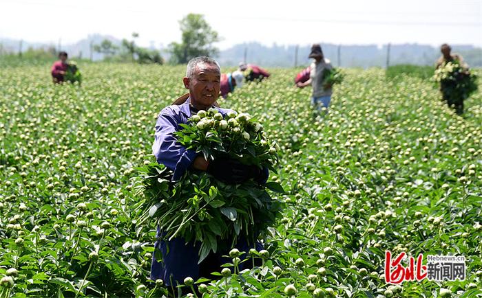 河北邯郸：芍药鲜切花铺就乡村振兴路