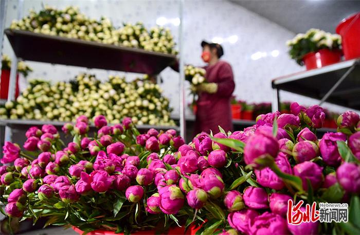 河北邯郸：芍药鲜切花铺就乡村振兴路