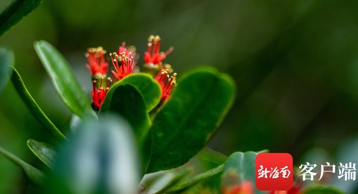 海南东寨港濒危植物红榄李花开正艳