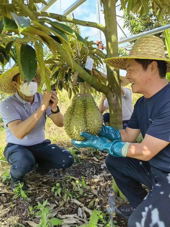 ↑海南榴莲 图据三亚日报