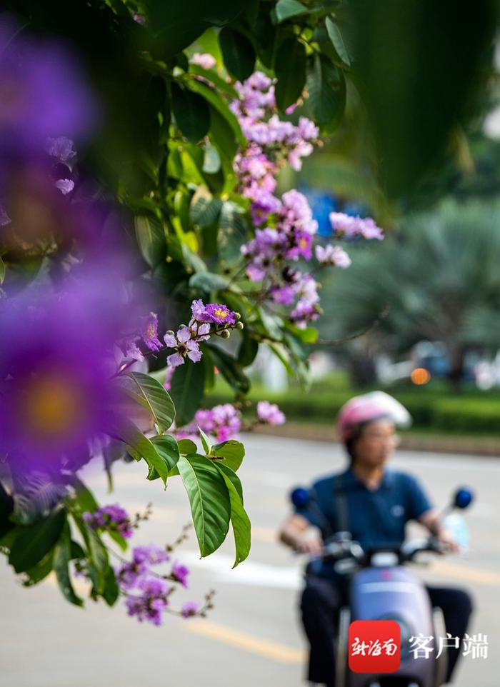 原创组图丨大花紫薇绚烂绽放海口街头