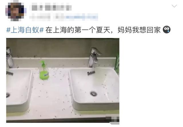 下周进入白蚁集中出飞季，家中发现白蚁怎么办？来听专家建议