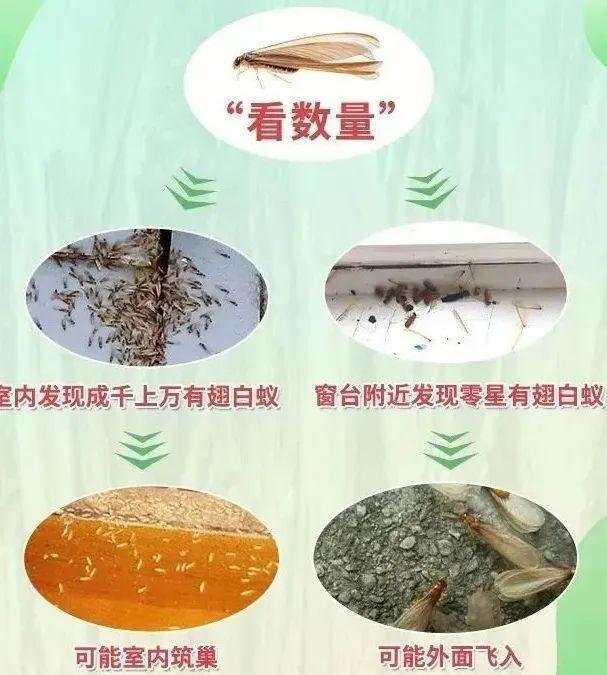 下周进入白蚁集中出飞季，家中发现白蚁怎么办？来听专家建议