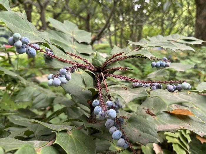 公园里结出的石榴枇杷能吃吗？绿化部门：不建议摘取食用