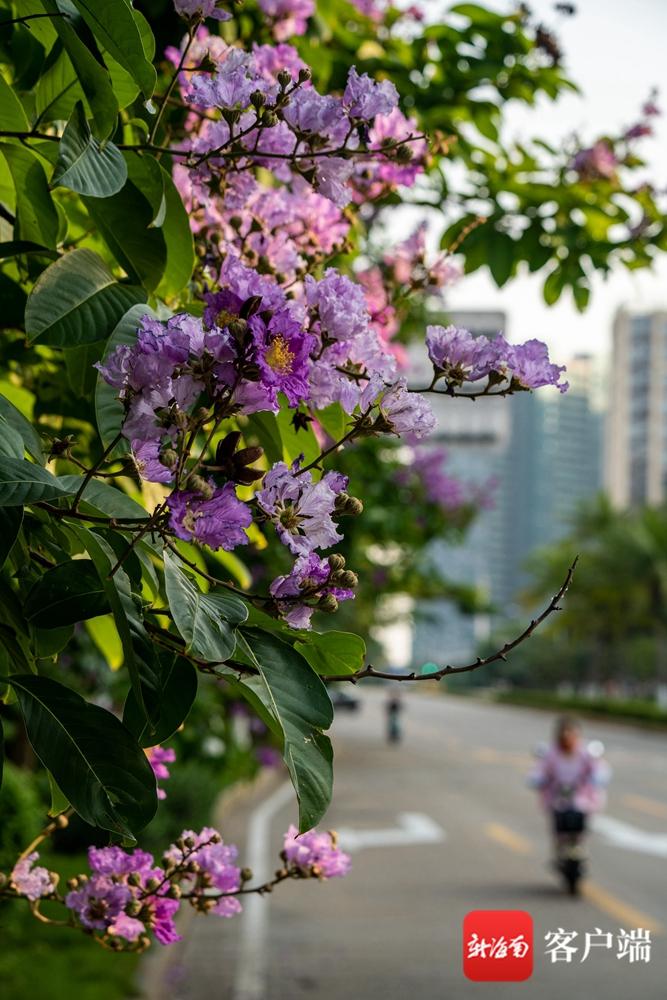 原创组图丨大花紫薇绚烂绽放海口街头