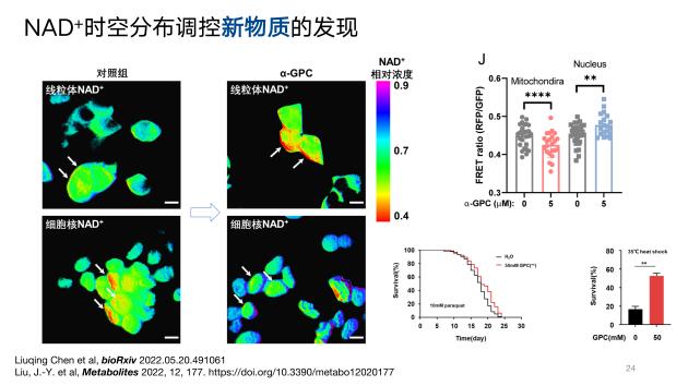 中科院&觅能首创“NAD+亚细胞时空分布”技术革新不逊爆火ChatGPT