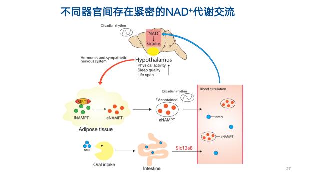 中科院&觅能首创“NAD+亚细胞时空分布”技术革新不逊爆火ChatGPT