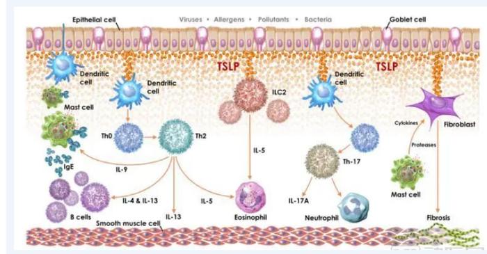 一文读懂TSLP（胸腺基质淋巴细胞生成素）的治疗研发方向