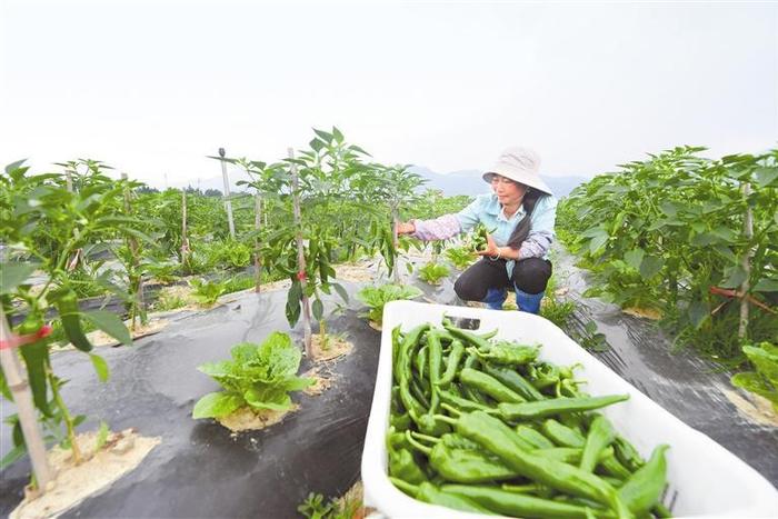 5月19日，在榕江县古州镇蔬菜专业合作社的基地里，农民正采摘青辣椒。