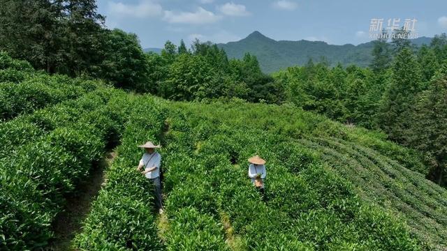 一杯茶 五代人——百年匠心传承一方茗茶