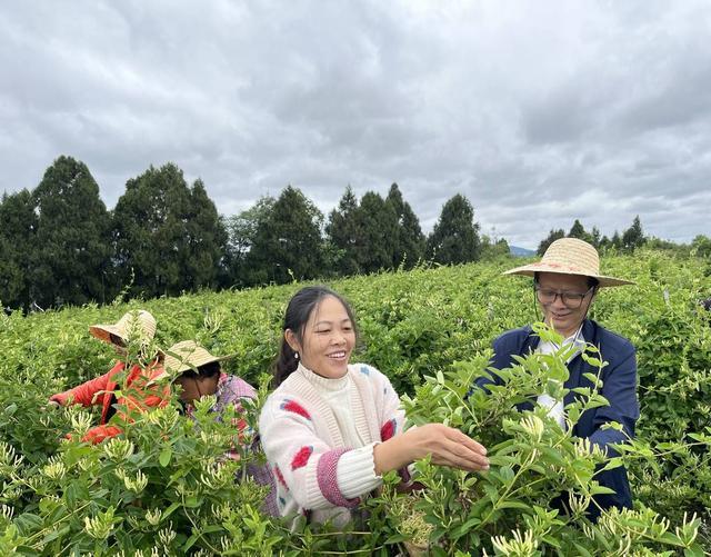 金银花开荒地变“福地” 仪陇县赛金镇踏出乡村振兴新路径