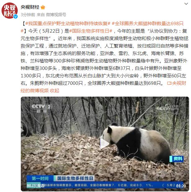 我国重点保护野生动植物种群持续恢复，全球圈养大熊猫种群数量达698只