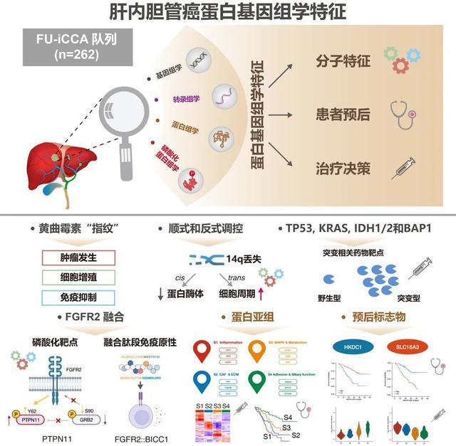 我院樊嘉院士团队、许剑民教授团队分别获评2022年度复旦大学“十大科技进展”、“十大科技进展”提名